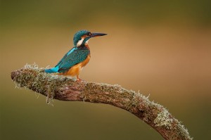 A vibrantly colored Martin-pêcheur d'Europe with striking blue and orange plumage perches on a moss-covered, curved branch. Bathed in the soft lumière du soir, the background is gently blurred, highlighting the bird's vivid details and creating a serene, natural setting.