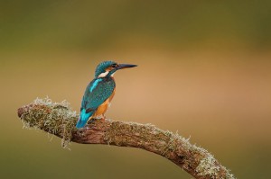 A femelle Martin-pêcheur d'Europe with vibrant blue and orange plumage sits on a moss-covered branch, looking toward the left. The light of the evening softly blurs the background in warm tones, highlighting the bird and its perch.
