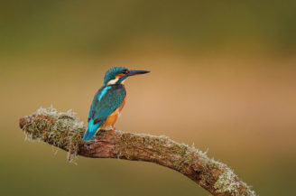 A femelle Martin-pêcheur d'Europe with vibrant blue and orange plumage sits on a moss-covered branch, looking toward the left. The light of the evening softly blurs the background in warm tones, highlighting the bird and its perch.