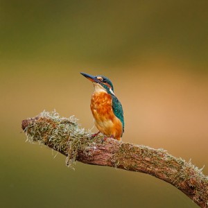A vibrant Martin-pêcheur d'Europe with blue and orange plumage is perched on a moss-covered branch. Bathed in the lumière du soir, the background is softly blurred, highlighting the bird's vivid colors and intricate details.