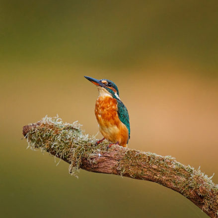 A vibrant Martin-pêcheur d'Europe with blue and orange plumage is perched on a moss-covered branch. Bathed in the lumière du soir, the background is softly blurred, highlighting the bird's vivid colors and intricate details.