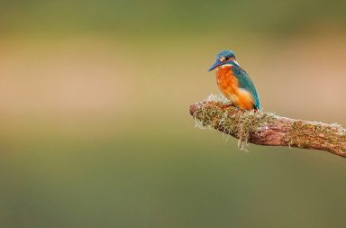 A vibrant martin-pêcheur with a blue head, wings, and orange-breasted body perches on a moss-covered branch. Bathed in the soft lumière du soir, the blurred background consists of warm, greenish hues. The bird looks intently forward, displaying its long, pointed beak.