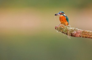 A vibrant femelle martin-pêcheur with blue and orange plumage perches on a moss-covered branch, holding a small fish in its beak. The background is a soft blur of green and beige, highlighting the bird's vivid colors, typical of Europe's diverse wildlife.