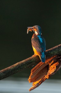 A vibrant martin-pêcheur d'Europe femelle sits on a broken tree branch, clutching a small fish in its beak. The bird's blue and orange feathers are illuminated by the morning light, standing out against the dark background.