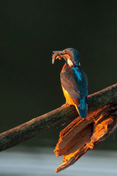 A vibrant martin-pêcheur d'Europe femelle sits on a broken tree branch, clutching a small fish in its beak. The bird's blue and orange feathers are illuminated by the morning light, standing out against the dark background.