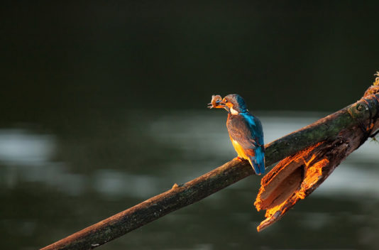 A female Martin-pêcheur d'Europe with vibrant blue and orange plumage perches on a slanted branch over a calm body of water, holding a small fish in its beak. The scene is bathed in warm, golden lumière du matin, highlighting the bird's vivid colors and the texture of the branch.