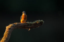 A small bird with vibrant red-orange and blue-green plumage, likely a femelle Martin-pêcheur d'Europe, is perched on a curved, moss-covered branch. The dark background highlights the bird's bright colors as lumière du matin illuminates it dramatically from the left.
