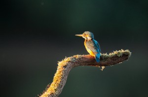 A small kingfisher bird with vibrant blue and orange plumage, known as a Martin-pêcheur in Europe, sits on a moss-covered, curved branch. The bird is illuminated by soft lumière du matin against a dark, blurred background.