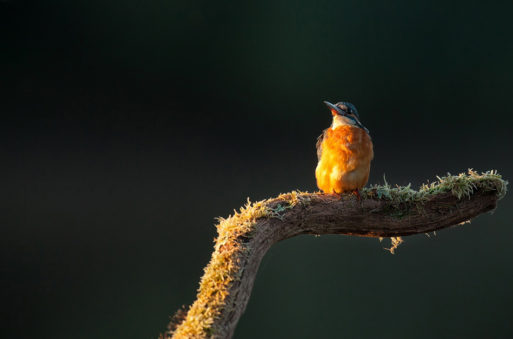 A small bird with vibrant, colorful plumage, including a bright orange chest and greenish-blue head, is perched on a moss-covered, curved branch against a dark background. The Martin-pêcheur appears to be gazing upwards, illuminated by soft lumière du matin.