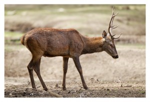 A brown deer with large antlers stands in a dry, barren landscape, evocative of the Brame du cerf. The deer is positioned side-on, showing its full body with the head slightly turned downward, appearing to be foraging or walking cautiously. The blurred, earth-toned background captures the essence of Saison 2012.