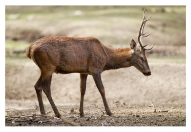 A brown deer with large antlers stands in a dry, barren landscape, evocative of the Brame du cerf. The deer is positioned side-on, showing its full body with the head slightly turned downward, appearing to be foraging or walking cautiously. The blurred, earth-toned background captures the essence of Saison 2012.