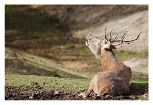 A majestic stag with large antlers rests on a patch of grass and dirt during the Brame du cerf. It tilts its head back, appearing to roar or call out, with a natural, earthy landscape in the background—a serene moment capturing the essence of Saison 2012.