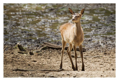 A young deer stands alert on a sandy and muddy ground in a natural setting with patches of water during the brame du cerf. The deer appears to be looking off into the distance, its ears perked and body slightly turned. The background is blurred, drawing focus to the deer.
