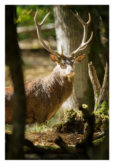 A deer with large antlers stands alert in a forest during the brame du cerf. Sunlight filters through the trees, highlighting the deer's fur and the surrounding foliage. Moss-covered branches and tree trunks frame the scene, creating a natural, tranquil atmosphere during this début timide of Saison 2012.