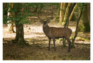 A majestic deer with large antlers stands alert in a sun-dappled forest clearing, surrounded by tall trees and patches of green foliage on the forest floor. Shadows from the trees create a serene atmosphere, evoking memories of the Brame du cerf saison 2012.