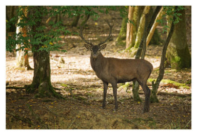 A majestic deer with large antlers stands alert in a sun-dappled forest clearing, surrounded by tall trees and patches of green foliage on the forest floor. Shadows from the trees create a serene atmosphere, evoking memories of the Brame du cerf saison 2012.