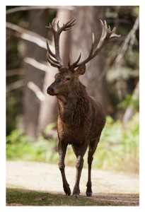 A majestic stag with large antlers walks through a forested area. The sunlight filters through the trees, illuminating the powerful and graceful creature as it moves along a dirt path, reminiscent of the Brame du cerf during a debut timide in Saison 2012.