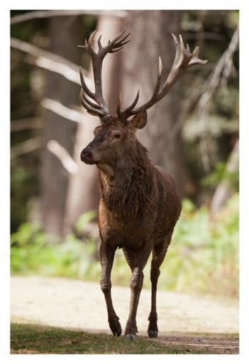 A majestic stag with large antlers walks through a forested area. The sunlight filters through the trees, illuminating the powerful and graceful creature as it moves along a dirt path, reminiscent of the Brame du cerf during a debut timide in Saison 2012.