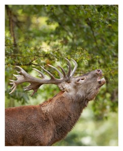 A majestic stag with large antlers stands with its head tilted upward, appearing to bellow during the Brame du cerf. It has a thick, brown fur coat and is set against a backdrop of green foliage, evoking memories of a forested area in Saison 2012.
