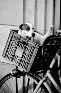 A small chien sits comfortably in a plastic panier attached to the front of a bicycle, looking alert. The black and white photo shows part of a building wall in the background.