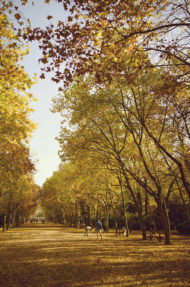 People walk and cycle along a tree-lined path covered in fallen autumn leaves. Sunlight filters through the yellow and orange foliage, capturing the warmth and serenity of an été indien in the park.