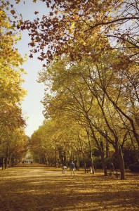 People walk and cycle along a tree-lined path covered in fallen autumn leaves. Sunlight filters through the yellow and orange foliage, capturing the warmth and serenity of an été indien in the park.