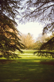 Sunlight filters through tall evergreen branches, illuminating a grassy lawn bordered by autumn trees in shades of gold and brown, evoking the peaceful atmosphere of an été indien park scene.