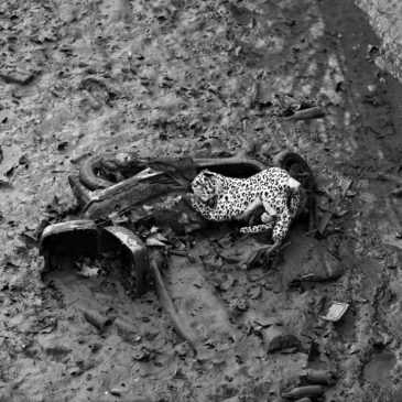 A black and white photo depicts a cheetah resting amidst a muddy, barren landscape by Canal Saint-Martin. The cheetah is surrounded by debris, including broken pieces of wood and discarded tires, creating a stark contrast between the elegance of the animal and the desolation of its surroundings after vidange.