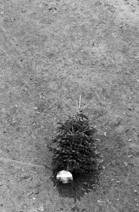 A small, discarded Christmas tree lies on a wet, dirty ground near Canal Saint-Martin. A white helmet is placed at the bottom of the tree. The surrounding area is bare and scattered with a few leaves. The image, reminiscent of the area's periodic vidange, is in black and white.