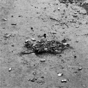 Black and white image of a polluted Vidange Canal Saint-Martin with scattered debris, including cans and plastic waste. A single duck stands near a clump of trash and natural debris in the center of the image, highlighting the environmental issue.