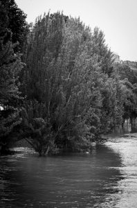 A large tree stands in the middle of a flooded area at Square du Vert-Galant, its branches full of leaves and partially submerged in water, reflecting the crue. More trees and a building are visible in the black and white background.