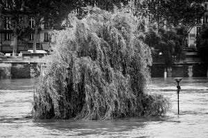A large tree partially submerged in floodwater from the crue near Square du Vert-Galant, with buildings and trees visible in the background. The scene is in black and white.