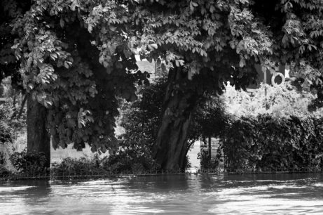 Black and white photo of trees with dense foliage near Square du Vert-Galant, a fence mostly submerged by crue floodwater in the foreground. Vegetation and a structure are partially visible behind the trees in Paris.