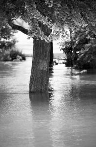 A tree stands in the flooded Square du Vert-Galant in Paris, its trunk partially submerged from the recent crue, with leafy branches overhead and reflections shimmering on the water’s surface.