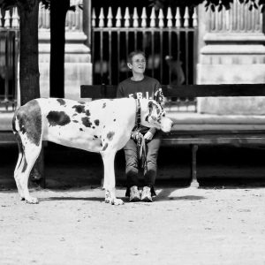 A person sits on a bench in a park, holding the leash of a grand chien standing beside them. The black and white scene features trees and a metal fence in the background.
