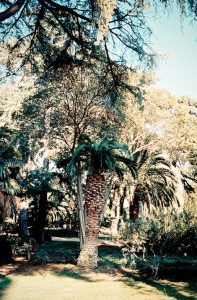 A sunlit garden in Parc de Pedralbes, Barcelona, with tall palm trees and lush green foliage casting dappled shadows on the grassy ground below.