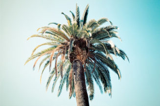 A tall palm tree with green fronds stands against a bright blue sky in Parc de Pedralbes, Barcelona. Sunlight highlights the edges of the leaves, giving the park scene a warm, tropical feel.