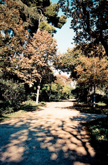 A sunlit dirt path winds through Parc de Pedralbes in Barcelona, lined with tall trees whose leaves turn golden brown. Shadows from the branches pattern the ground, and lush greenery surrounds the walkway under a clear blue sky.