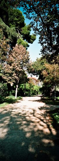 A sunlit dirt path winds through Parc de Pedralbes in Barcelona, with tall trees casting dappled shadows, leafy branches overhead, and a bright blue sky visible above.