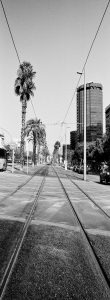 Black and white photo of empty tram tracks lined with palm trees in a city; a tall modern glass building stands on the right, and cars are parked along the street under a clear sky.