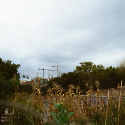 A construction site is visible in the distance with several cranes towering over trees and vegetation in Catalonia. The foreground features overgrown plants and rustic wooden structures, offering a contrast between natural and urban elements under an overcast sky near Barcelona.