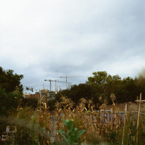 A construction site is visible in the distance with several cranes towering over trees and vegetation in Catalonia. The foreground features overgrown plants and rustic wooden structures, offering a contrast between natural and urban elements under an overcast sky near Barcelona.