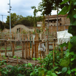 A community garden in Barcelona with wooden stakes and green plants, including leafy vegetables. Small structures and a clothesline in the background. An overcast sky above partially obscured buildings and cranes in the distance.