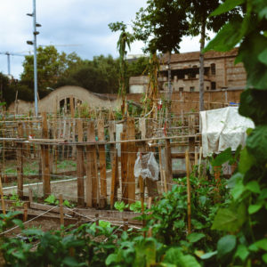 A community garden in Barcelona with wooden stakes and green plants, including leafy vegetables. Small structures and a clothesline in the background. An overcast sky above partially obscured buildings and cranes in the distance.