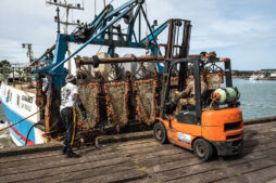 A person operates an orange forklift to transport fishing nets filled with shells from a docked fishing boat. Another person stands nearby, likely overseeing the process. The scene is set at a harbor under a cloudy sky.