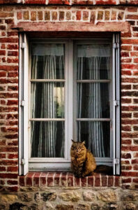 A fluffy brown chat sits on a stone windowsill of a brick building. The fenêtre has light gray shutters and is partly covered with sheer white and striped curtains.