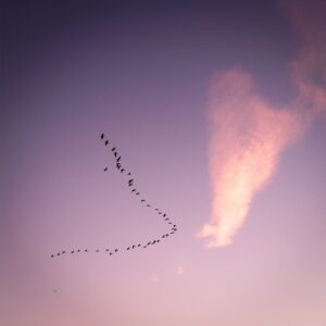 A flock of ibis flies in a V formation across a purple and pink sunset sky at Delta de l'Ebre, with a wispy cloud on the right side of the image.