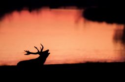 Brame du cerf