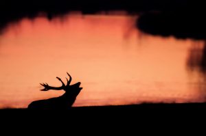 A silhouette of a stag with antlers calling out, set against an orange-pink sunset sky reflected in water.