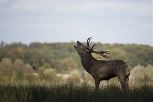 A stag with large antlers stands in tall grass, lifting its head and appearing to call out. Trees with autumn foliage fill the background under a partly cloudy sky.